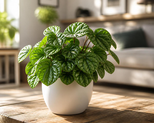 SBL - Peperomia Green